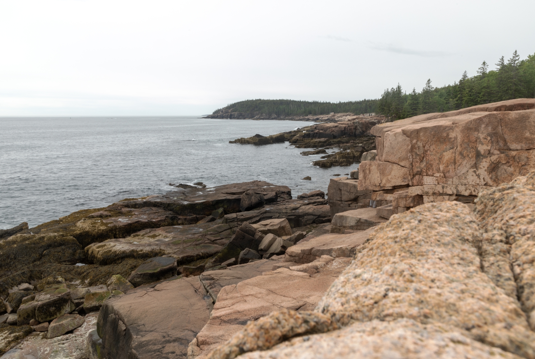 /gallery/north_america/USA/Maine/arcadia np/Arcadia NP June 2024-048_med.jpg